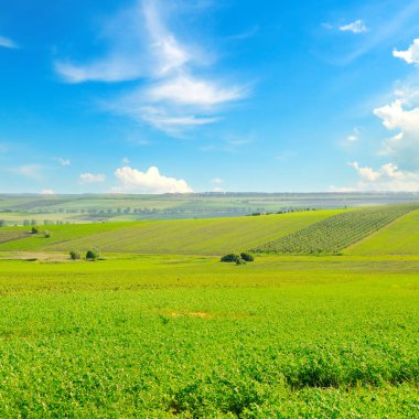 Yeşil yoncalı ve mavi bulutlu bir tarla.