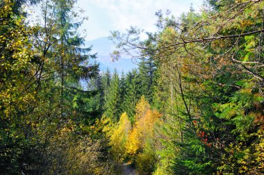 Ormandaki renkli sonbahar manzarası. Karpat Dağları, Ukrayna.