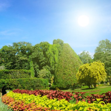 Egzotik tropikal bitki ve ağaçların olduğu pitoresk bir botanik bahçesi. Kandy, Sri Lanka.