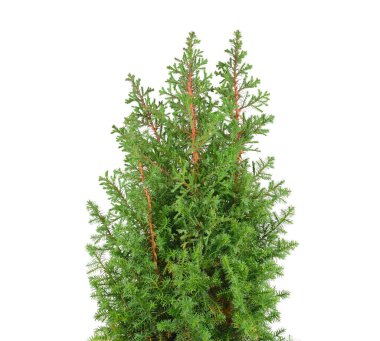 Beyaz bir arka planda izole edilmiş bir saksıda selvi çiçeği.