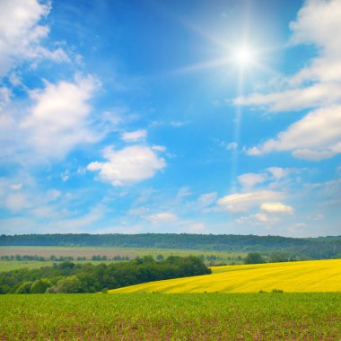 Mısır ve kolza tohumu tarlası ve parlak güneşli mavi gökyüzü. Güzel yaz manzarası, Moldova.