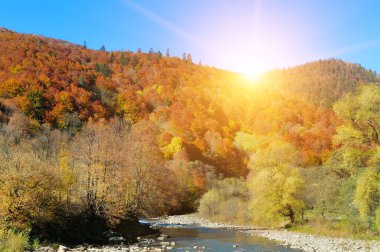 Renkli sonbahar manzarası. Hızlı akan bir dağ nehri, bir sonbahar ormanı ve parlak bir gündoğumu. Karpat Dağları, Ukrayna.