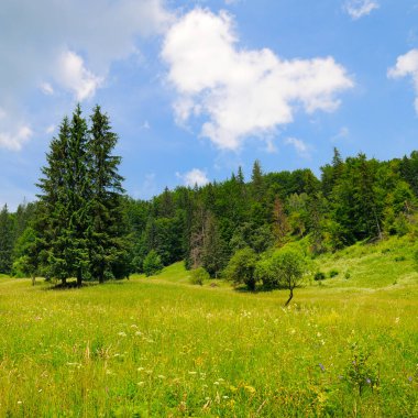 Dağ sıraları, kozalaklı ormanlar ve mavi gökyüzü ile resmedilmiş dağ manzarası. Karpat Dağları, Ukrayna.