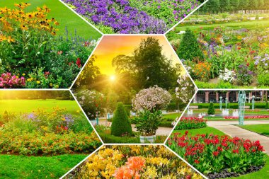 Bahçelerdeki ve parklardaki çiçek tarhları. Kolaj.