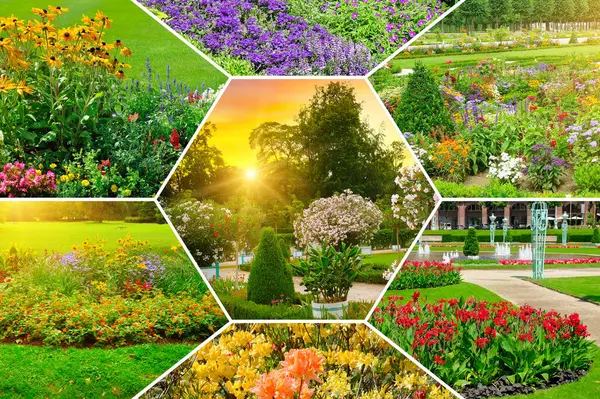 Bahçelerdeki ve parklardaki çiçek tarhları. Kolaj.