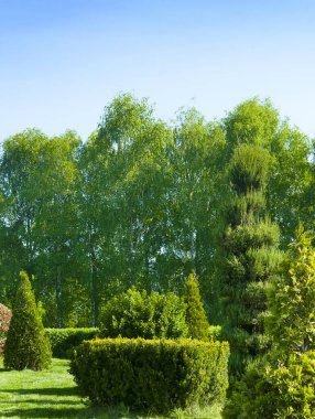 Bahçe ağaçları ve çalılar geometrik olarak doğru şekillerde budanır. Peyzaj tasarımı. Dikey fotoğraf.