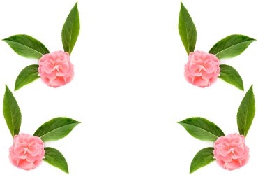 Balsam çiçekleri beyaz arka planda izole edilmiş. Metin için boş yer var. Kolaj.