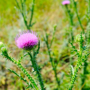 Blessed milk thistle flowers in summer meadow. Silybum marianum herbal remedy, Saint Mary's Thistle, Marian Scotch thistle, Mary Thistle clipart