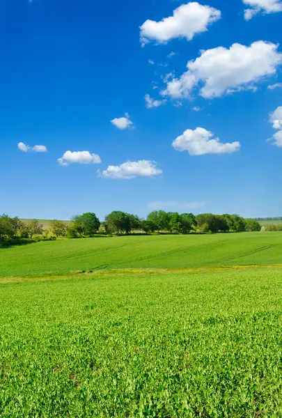 Stock image green field with flowering peas and blue sky. Vertical photo.