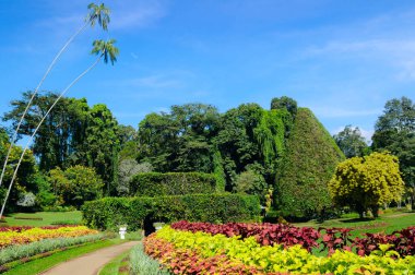 Egzotik tropikal bitki ve ağaçların olduğu pitoresk bir botanik bahçesi. Kandy, Sri Lanka.