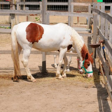 Çiftlikteki bir otlakta atlar.