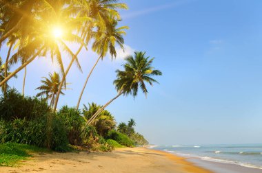 Cennet adası plajı. Tropik yaz manzarası, deniz dalgaları. Güneşli, kumlu, gökyüzü ve palmiye ağaçları. Lüks seyahat tatil beldesi.