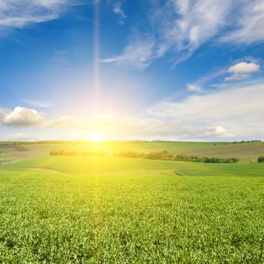 Çiçekli bezelyelerle yeşil tarla ve mavi gökyüzünde gün doğumu