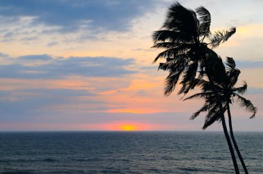 Deniz, palmiye ağacı silueti ve parlak günbatımı. Konsept - tatil ve seyahat.