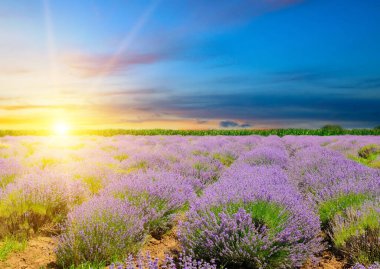 Çiçekli lavanta tarlası ve parlak gündoğumu.