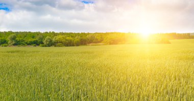 Yeşil buğday tarlası ve renkli gündoğumu. Buğday kulakları yakın plan. Geniş resim.