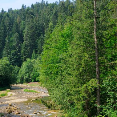 Dağ nehri, kozalaklı orman - güzel yaz manzarası.