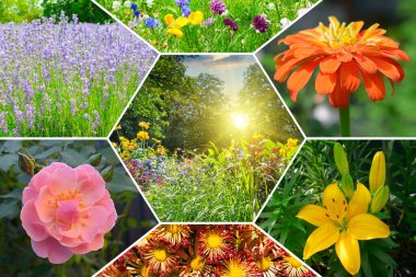 Çiçek bahçesinden renkli bir kolaj. Mozaik desen.