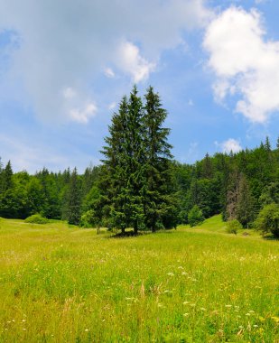 Dağ sıraları, kozalaklı ormanlar ve mavi gökyüzü ile resmedilmiş dağ manzarası. Karpat Dağları, Ukrayna. Dikey fotoğraf.