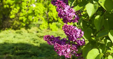 Yeşil arka planda güzel leylak çiçekleri dalları, doğal bahar arkaplanı, yumuşak seçici odak. Geniş resim.