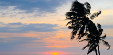 Palmiye ağacı silueti ve parlak günbatımı. Konsept - tatil ve seyahat. Geniş resim.