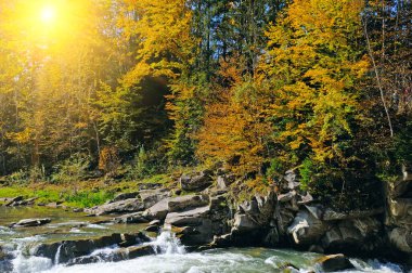 Renkli sonbahar manzarası. Hızlı akan bir dağ nehri, sonbahar ormanı ve parlak gündoğumu. Karpat Dağları, Ukrayna.