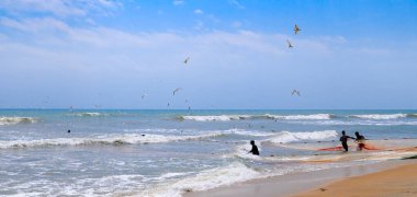 Güney Sri Lanka sahilindeki büyük balıkçıların okyanustan balık ağını çekmelerine yardım eden bir grup adam. Geniş resim.