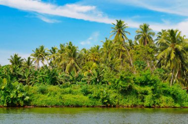 Sahilde mangrov ormanları ve parlak gökyüzü olan pitoresk bir göl. Konsept - tatil ve seyahat. Sri Lanka