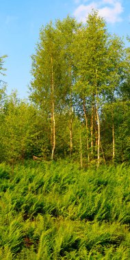 Fern thickets on a hillside. Deciduous forest against a blue sky. Vertical photo clipart