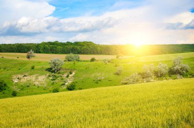 Hilly manzarası, buğday tarlası, pitoresk çayırlar ve parlak bir gündoğumu..