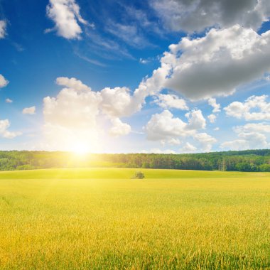 Buğday tarlası ve renkli gündoğumu