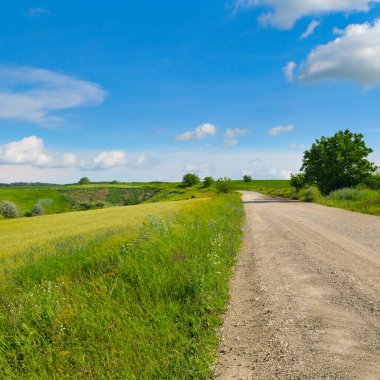 Kırsal yol ve yeşil buğday tarlaları, doğal manzara.
