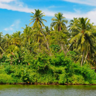 Mangrovlar ve hindistan cevizi palmiyeleri güzel bir gölün kıyısında. Sri Lanka. Konsept - tatil ve seyahat.