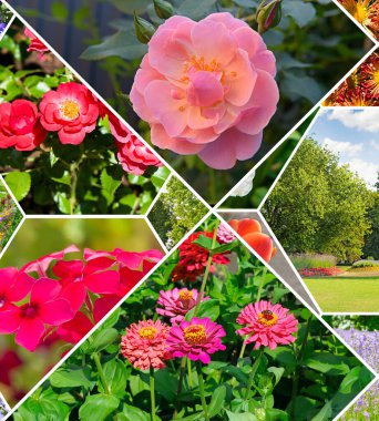 Renkli çiçek ve bahçe kolajı. Kolaj.