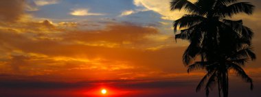 Palmiye ağacı silueti ve parlak günbatımı. Konsept - tatil ve seyahat. Geniş resim.