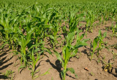 Yeşil mısır tarlası ve mavi gökyüzü. Tarım arazisi.