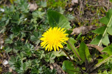Sarı karahindiba çiçekleri Taraxacum officinale. Güneşli bahar gününde karahindiba tarlası geçmişi. Çiçekli karahindiba.