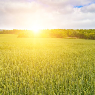 Yeşil buğday tarlası ve renkli gündoğumu. Buğday kulakları yakın plan..