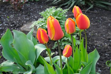 Baharın arka planında kırmızı lale çiçekleri.