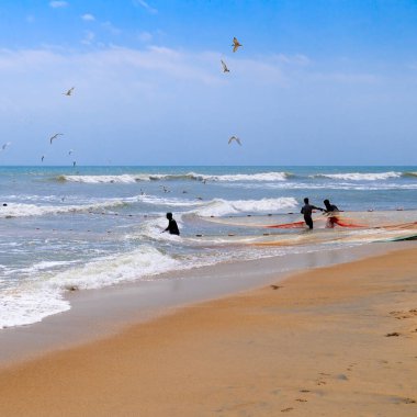 Güney Sri Lanka sahillerindeki büyük balıkçıların okyanustan balık ağını çekmelerine yardım eden bir grup adam..