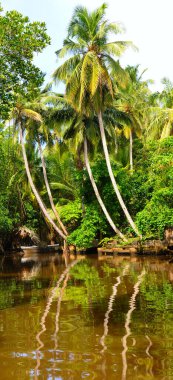 Mangrovlar ve hindistan cevizi palmiyeleri güzel bir gölün kıyısında. Sri Lanka. Konsept - tatil ve seyahat. Dikey fotoğraf.