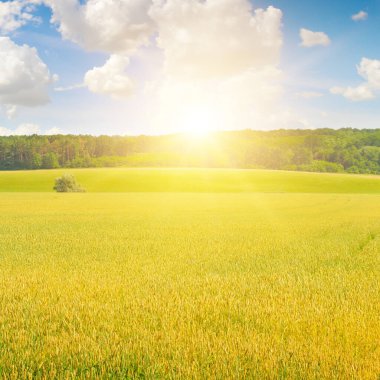 Buğday tarlası ve renkli gündoğumu