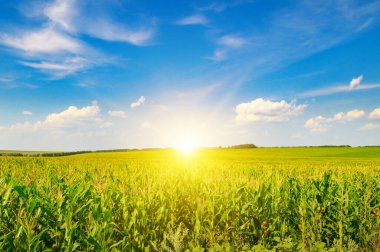 Mavi gökyüzünde yeşil mısır tarlası ve parlak gün doğumu.