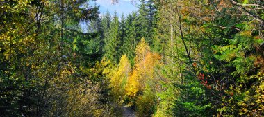 Ormandaki renkli sonbahar manzarası ve parlak güneş. Karpat Dağları, Ukrayna. Geniş resim.