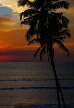 Deniz, palmiye ağacı silueti ve parlak günbatımı. Konsept - tatil ve seyahat.
