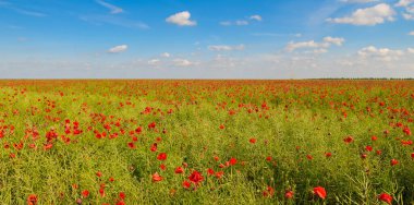 Tecavüz alanının arka planında kırmızı gelincikler var. Geniş resim.