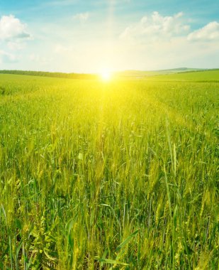 Buğday tarlası ve renkli gündoğumu. Dikey fotoğraf.