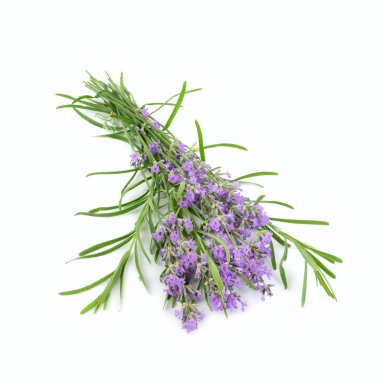 Beyaz arka planda izole edilmiş bir demet lavanta çiçeği..