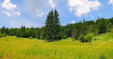 Karpat dağları, kozalaklı orman, çayır ve parlak gökyüzü. Konsept - tatil ve seyahat. Geniş resim.