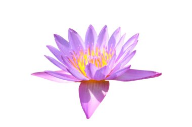 Beyaz arka plan üzerinde izole lotus çiçekleri.